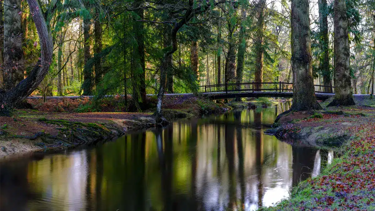 New Forest national park, England
